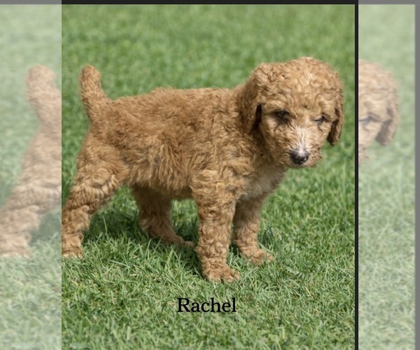 Medium Photo #4 Poodle (Standard) Puppy For Sale in REDKEY, IN, USA