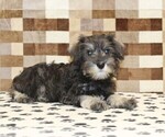 Small #1 Schnauzer (Miniature)