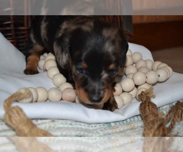 Medium Photo #5 Dachshund Puppy For Sale in GREENWOOD, WI, USA