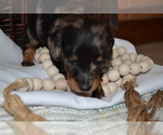 Small #4 Dachshund