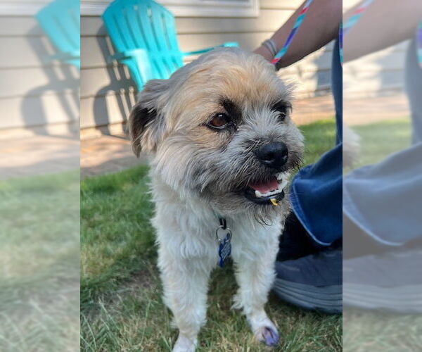 Medium Photo #4 Mutt Puppy For Sale in Bellevue, WA, USA