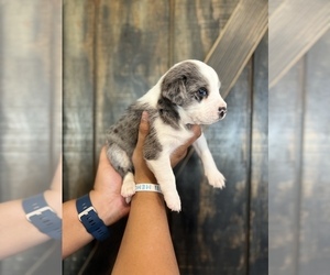 Australian Shepherd Puppy for sale in COOLIDGE, AZ, USA