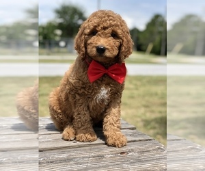 Goldendoodle Puppy for sale in KISSIMMEE, FL, USA
