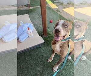 Calvin - Male American Staffordshire Terrier-Unknown Mix Dog for Adoption - Photo #3