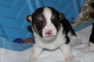Pembroke Welsh Corgi Puppy for sale in POWELL BUTTE, OR, USA