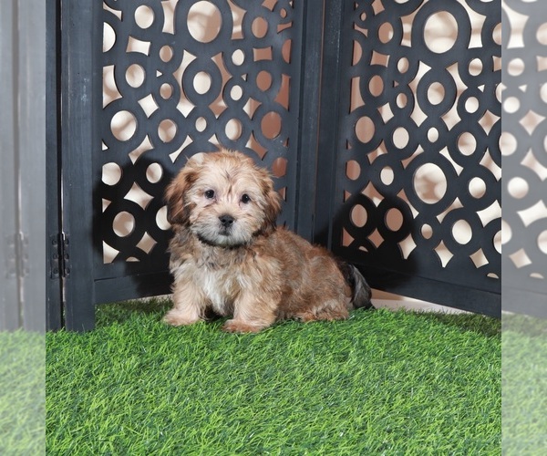 Medium Photo #3 Shorkie Tzu Puppy For Sale in MOUNT VERNON, OH, USA