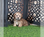 Mickey - Male Shorkie Tzu Puppy for Sale - Photo #3