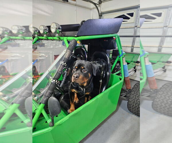 Medium Photo #3 Rottweiler Puppy For Sale in Gilbert, AZ, USA