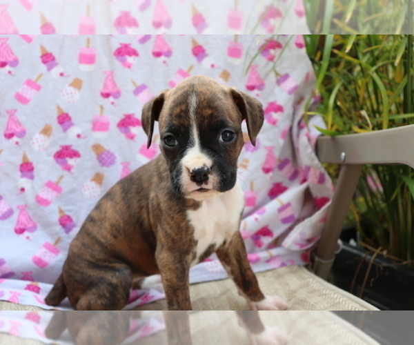 Medium Photo #4 Boxer Puppy For Sale in SHILOH, OH, USA