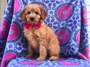Goldendoodle (Miniature) Puppy for sale in EAST EARL, PA, USA