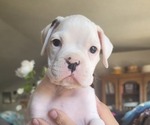 Small Photo #3 Boxer Puppy For Sale in YREKA, CA, USA