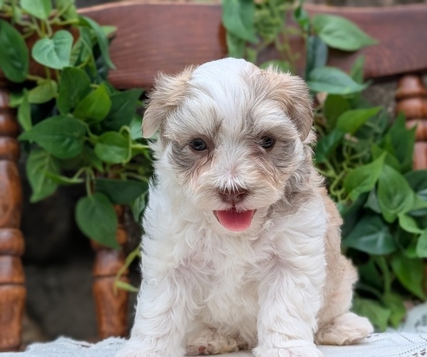 Medium Photo #49 Havanese Puppy For Sale in GOSHEN, IN, USA
