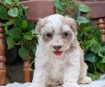 Small Photo #49 Havanese Puppy For Sale in GOSHEN, IN, USA