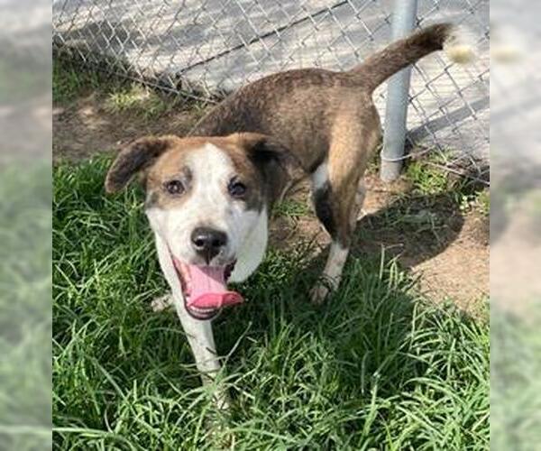 Medium Photo #3 Carolina Dog-Unknown Mix Puppy For Sale in Conroe, TX, USA