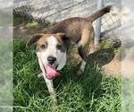 Small #2 Carolina Dog Mix