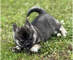 Small #6 Alaskan Klee Kai-Pomsky Mix