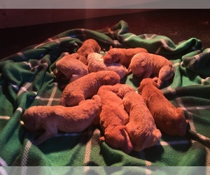 Labradoodle Puppy for sale in DURHAM, CA, USA