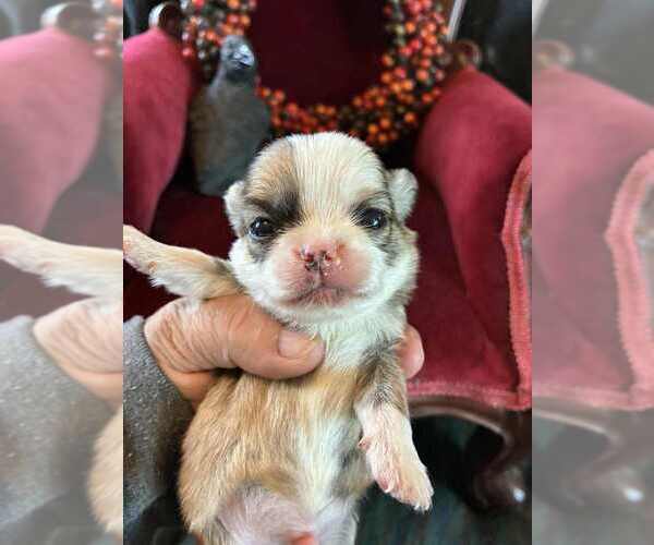 Medium Photo #4 Chihuahua Puppy For Sale in NEWVILLE, PA, USA