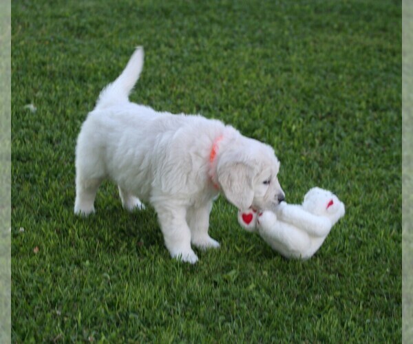 Medium Photo #18 English Cream Golden Retriever Puppy For Sale in MARSHFIELD, WI, USA