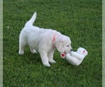 Small Photo #18 English Cream Golden Retriever Puppy For Sale in MARSHFIELD, WI, USA