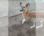 Small #39 Saluki-Whippet Mix