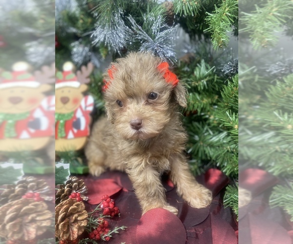 Medium Photo #2 Yorkipoo Puppy For Sale in SELLERSBURG, IN, USA