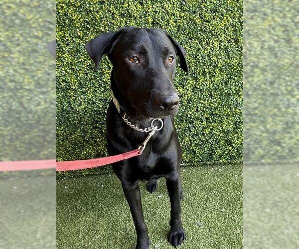 Medium Photo #1 Labrador Retriever-Unknown Mix Puppy For Sale in Naples, FL, USA