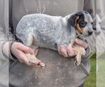 Small #1 Pug Mix