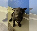 Small Labrador Retriever Mix