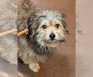 Shih Tzu Dogs for adoption in Modesto, CA, USA