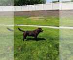 Small Photo #1 Labrador Retriever Puppy For Sale in THORNTON, CO, USA