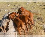 Small Photo #7 Rhodesian Ridgeback Puppy For Sale in CHILOQUIN, OR, USA