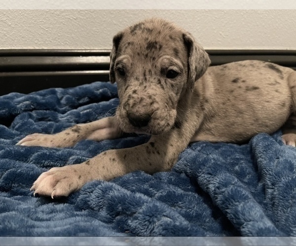 Medium Photo #2 Great Dane Puppy For Sale in SHREVEPORT, LA, USA
