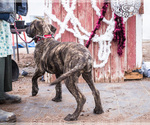 Small Photo #8 Mastiff Puppy For Sale in WAKARUSA, IN, USA