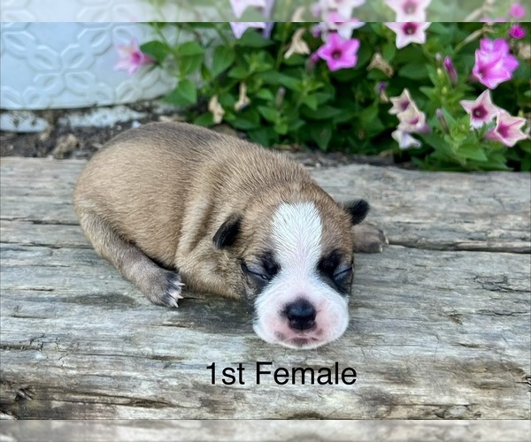 Medium Photo #1 Boston Terrier Puppy For Sale in EWING, KY, USA