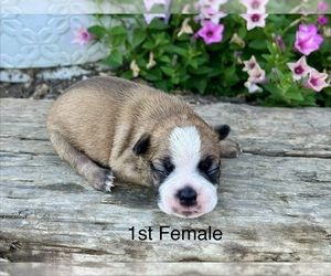 Boston Terrier Puppy for sale in EWING, KY, USA