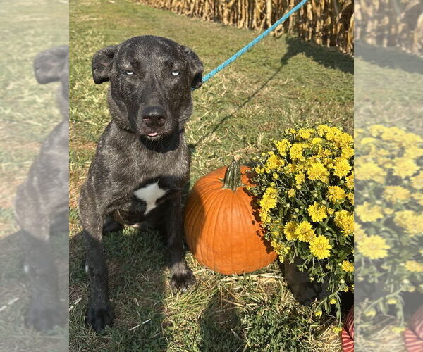 Medium Photo #6 Huskies -Unknown Mix Puppy For Sale in Evansville, IN, USA