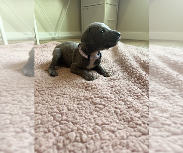 Medium Photo #1 Great Dane Puppy For Sale in BLYTHEWOOD, SC, USA