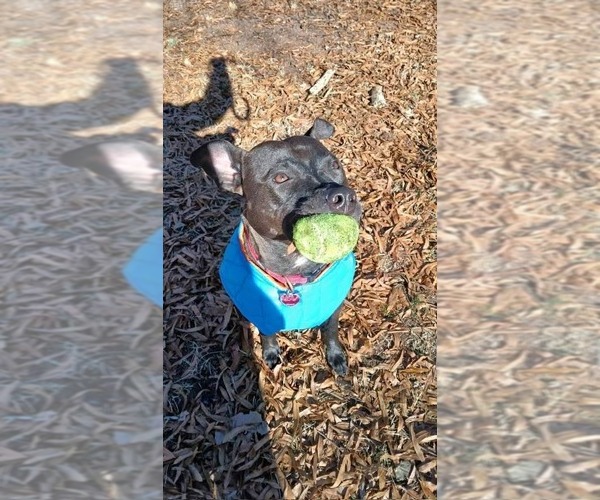 Medium Photo #32 Mutt Puppy For Sale in Holly Springs, NC, USA