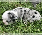 Small Photo #2 Olde English Bulldogge Puppy For Sale in WALTERBORO, SC, USA