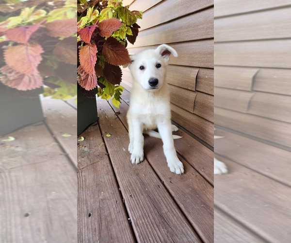 Medium Photo #5 German Shepherd Dog Puppy For Sale in GREENWOOD, WI, USA