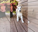 Small #1 German Shepherd Dog