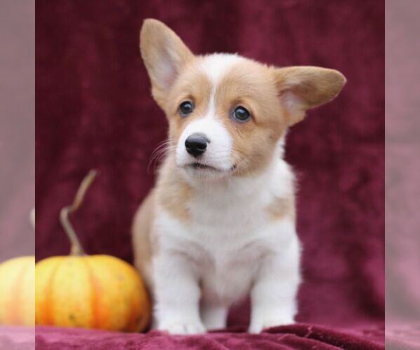 Medium Photo #3 Pembroke Welsh Corgi Puppy For Sale in ELLIOTTSBURG, PA, USA
