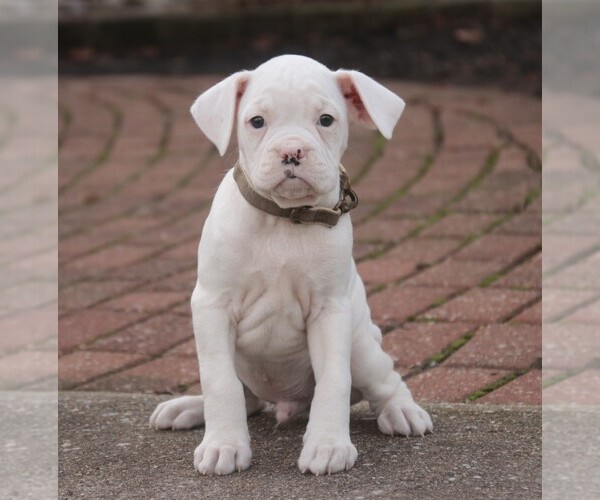 Medium Photo #3 Boxer Puppy For Sale in SHIPSHEWANA, IN, USA