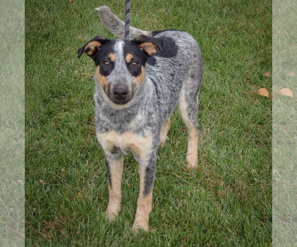 Medium Photo #5 Mutt Puppy For Sale in Huntley, IL, USA