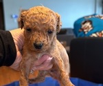 Small Photo #9 Goldendoodle (Miniature) Puppy For Sale in LINWOOD, MI, USA
