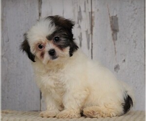Shih-Poo Puppy for sale in FREDERICKSBG, OH, USA