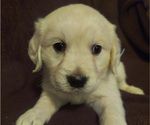 Small Photo #1 English Cream Golden Retriever Puppy For Sale in WASHINGTON BORO, PA, USA