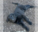 Small #1 Bouvier Des Flandres-Great Pyrenees Mix