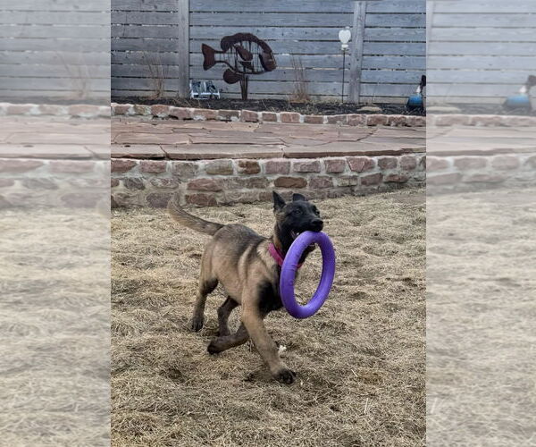 Medium Photo #16 Mutt Puppy For Sale in Gretna, NE, USA